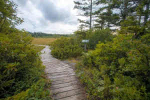 Northland Loop Trail - Mon Forest Towns - Mon Forest Towns Northland Loop Trail boardwalk winding through dense shrubs toward an open bog, beside an interpretive sign.